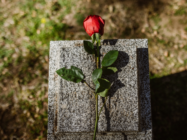 rose on a grave abroad